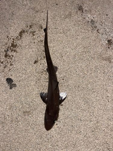 ホシザメの釣果