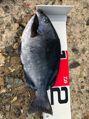 クチブトグレの釣果