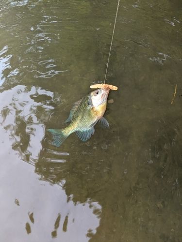 ブルーギルの釣果