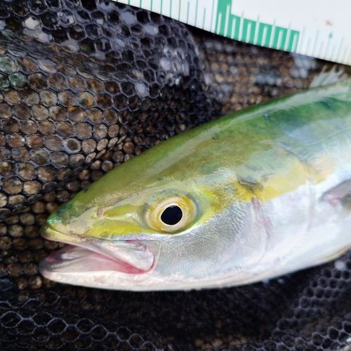 フクラギの釣果