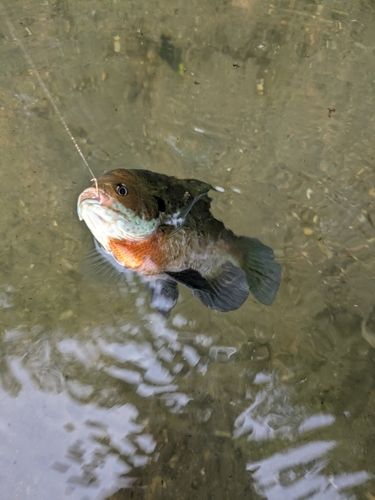 ブルーギルの釣果