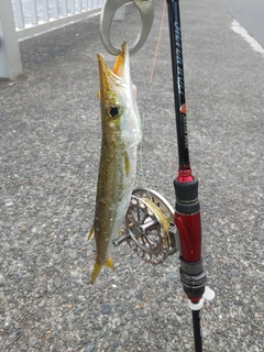 カマスの釣果