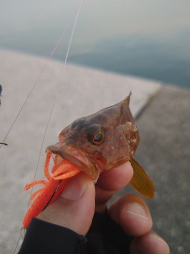 キジハタの釣果