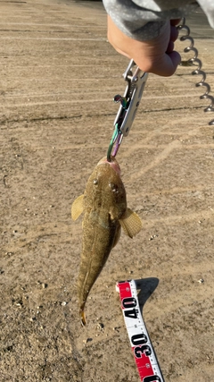 ミナミマゴチの釣果