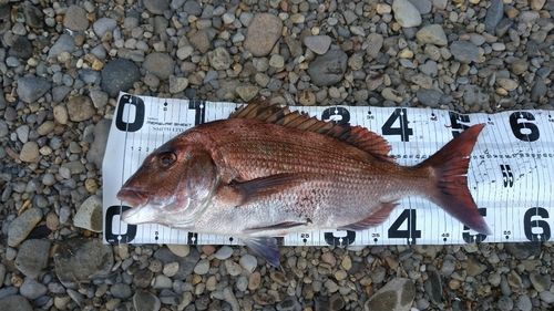 マダイの釣果
