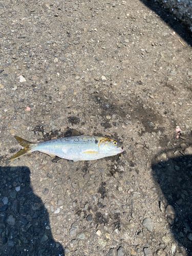 コノシロの釣果