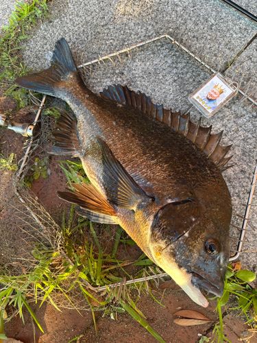 クロダイの釣果