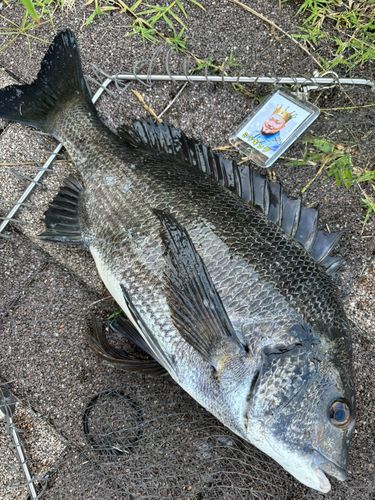 クロダイの釣果
