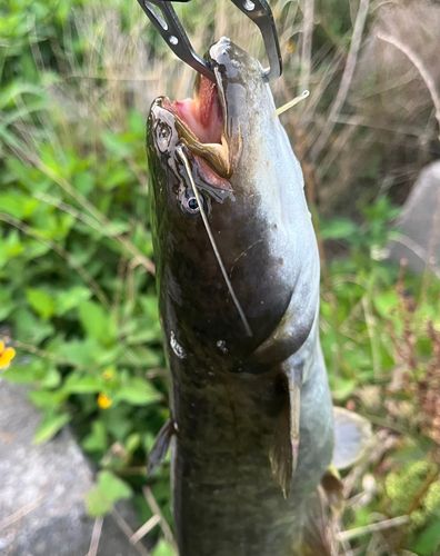 ナマズの釣果