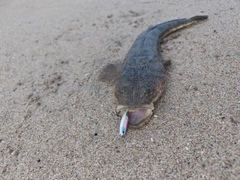 マゴチの釣果