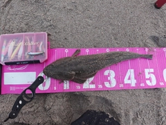 マゴチの釣果