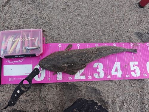 マゴチの釣果