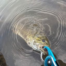 スモールマウスバス