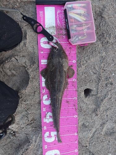 マゴチの釣果