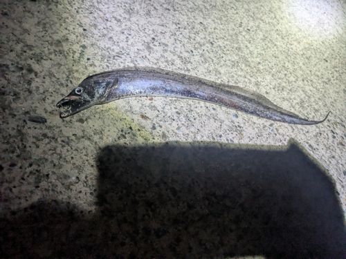 タチウオの釣果