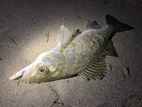 セイゴ（マルスズキ）の釣果