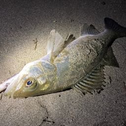 セイゴ（マルスズキ）