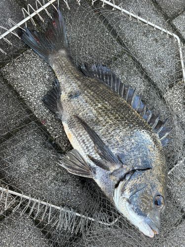 クロダイの釣果