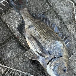 クロダイ
