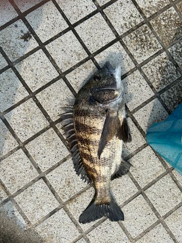 クロダイの釣果