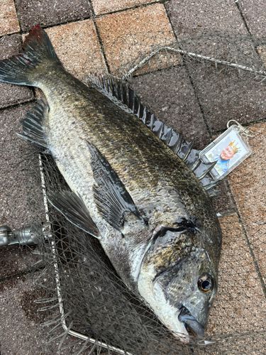 クロダイの釣果