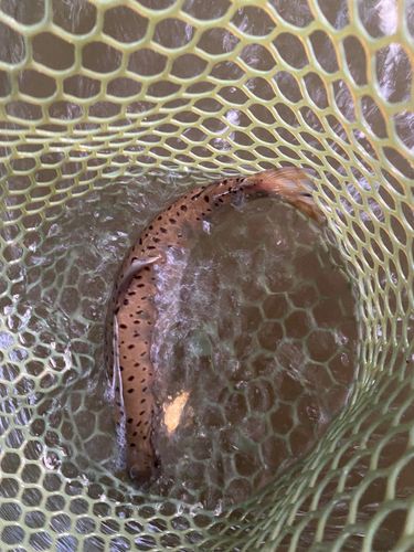 アメマスの釣果