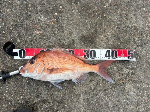 マダイの釣果