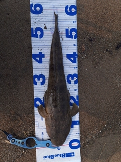 マゴチの釣果