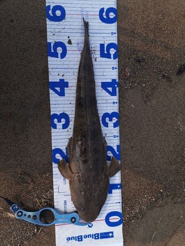 マゴチの釣果