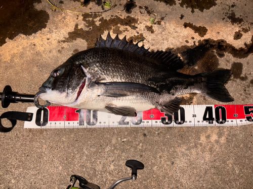 クロダイの釣果