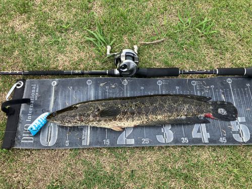 ライギョの釣果