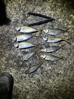 マアジの釣果