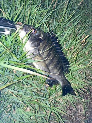 チンチンの釣果