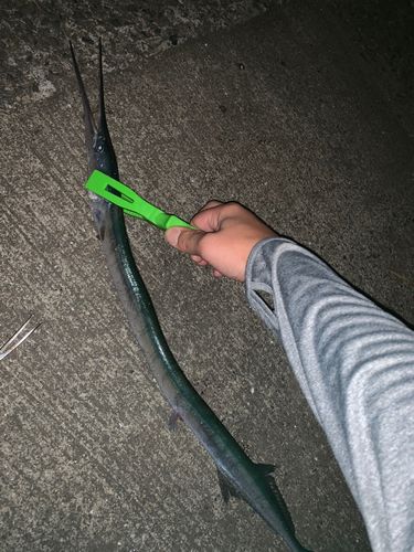 ダツの釣果