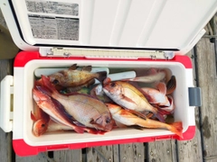 タイの釣果