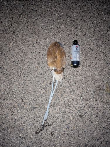 モンゴウイカの釣果