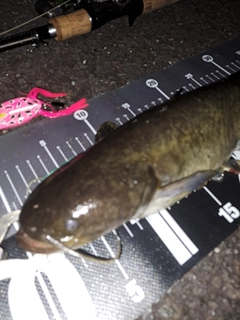 ナマズの釣果