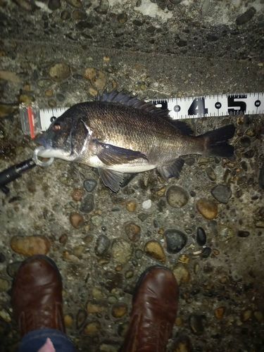 クロダイの釣果