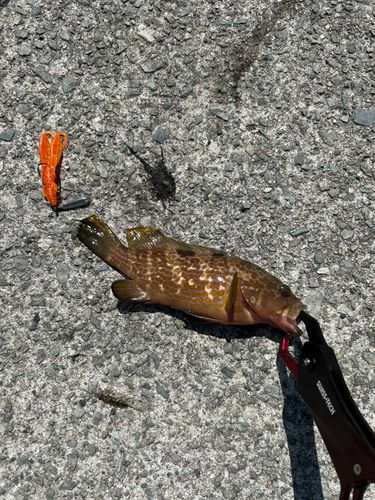 キジハタの釣果