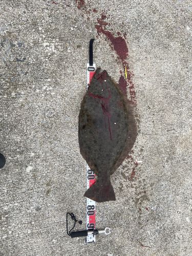 ヒラメの釣果