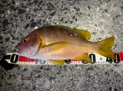 シブダイの釣果