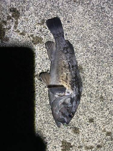 ソイの釣果