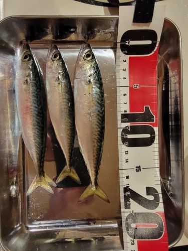 サバの釣果