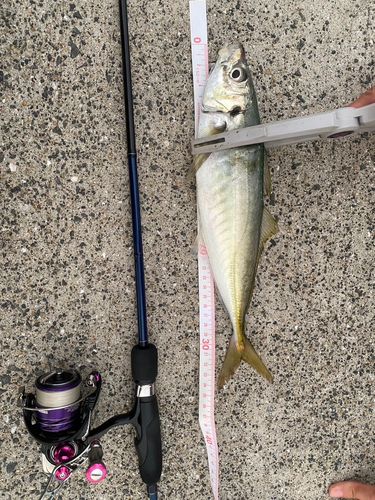 マルアジの釣果