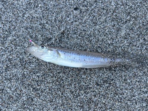 キスの釣果