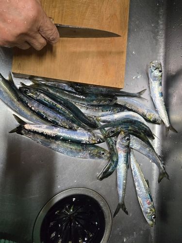 イワシの釣果