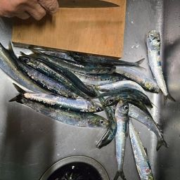 イワシ