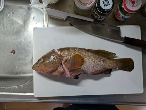 キジハタの釣果