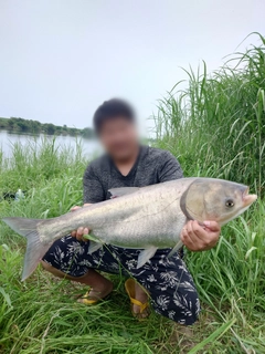 ハクレンの釣果