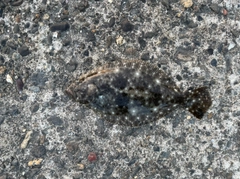 ソゲの釣果